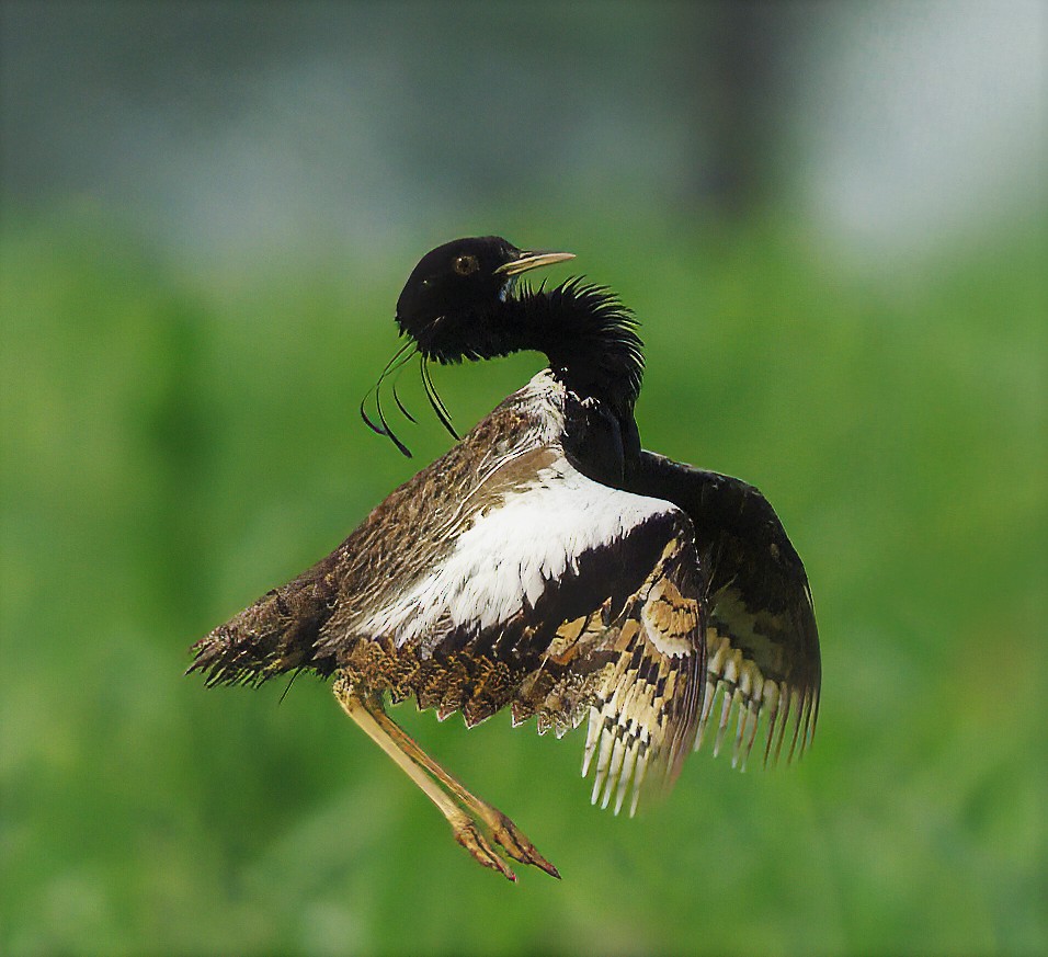 Lesser Florican - VIJAY S