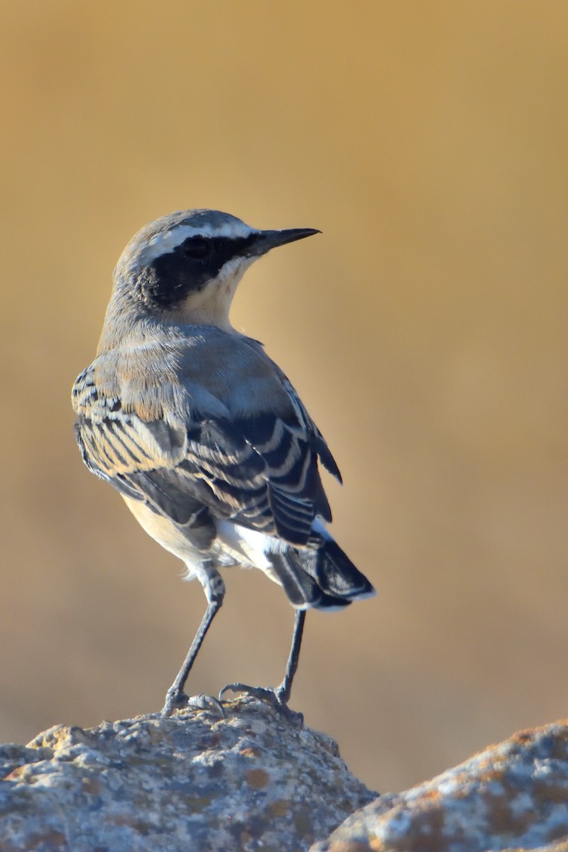 Northern Wheatear - ML476690191