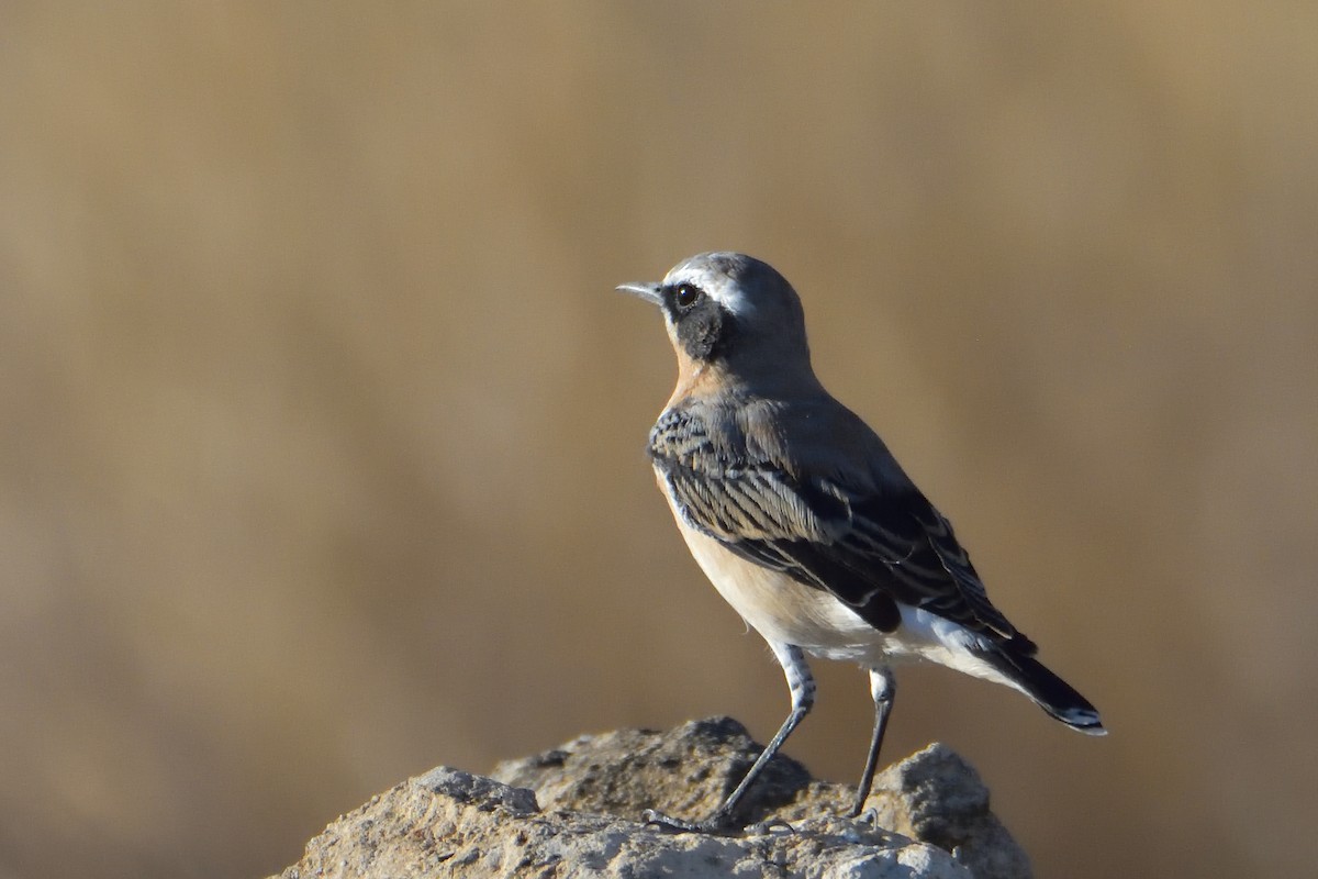 Northern Wheatear - Mu Sano