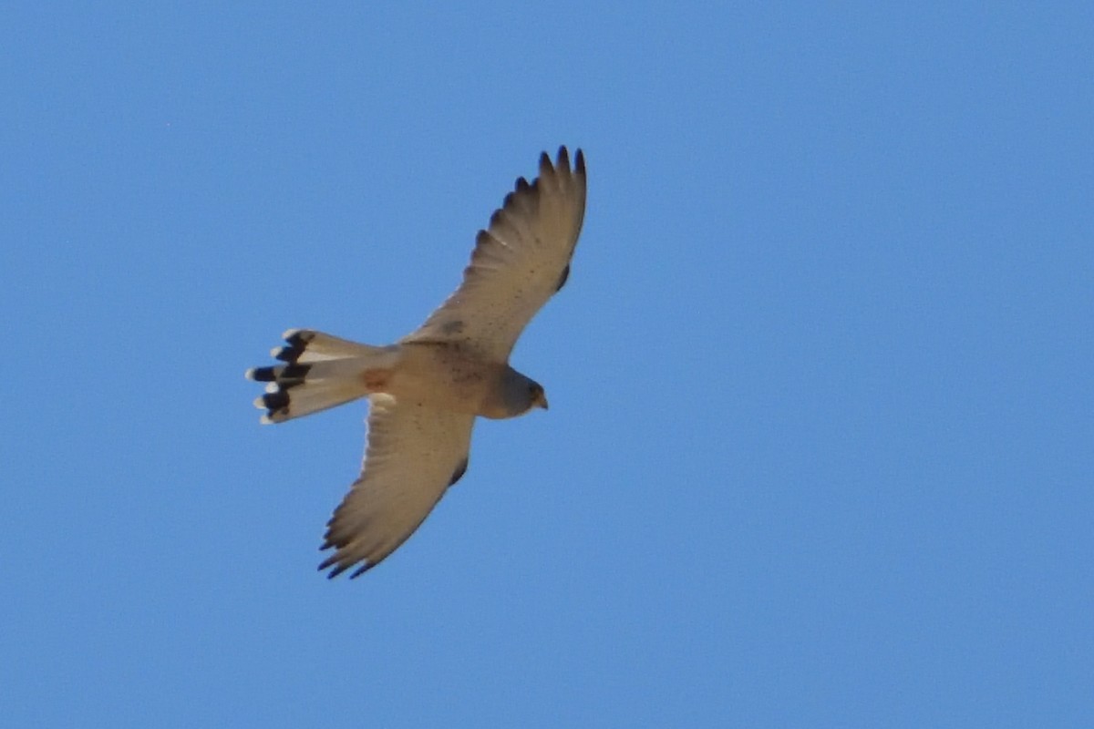 Lesser Kestrel - ML476690551