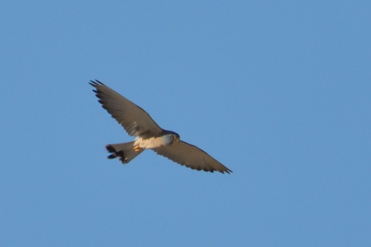 Lesser Kestrel - Mu Sano