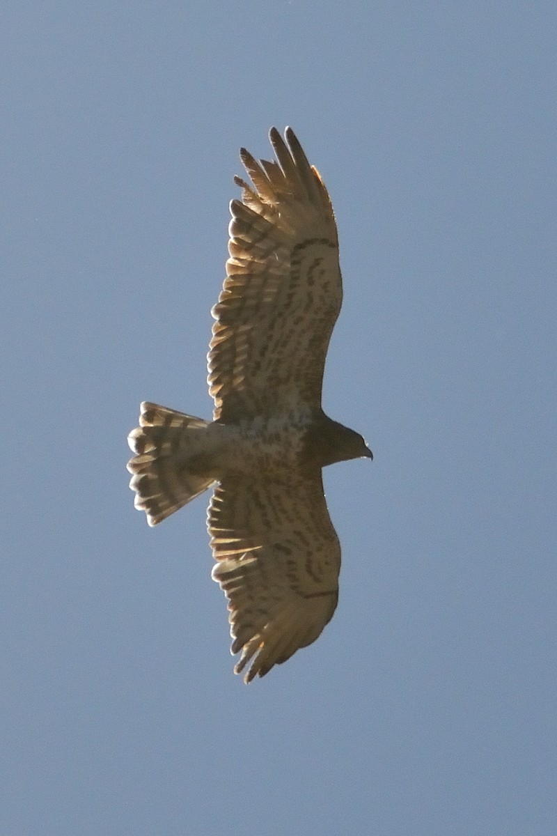 Short-toed Snake-Eagle - Mu Sano