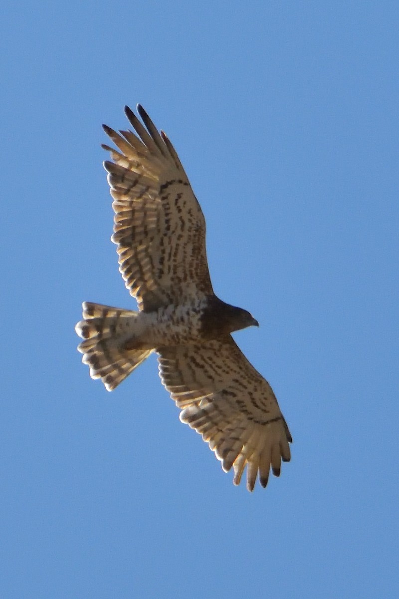 Short-toed Snake-Eagle - Mu Sano