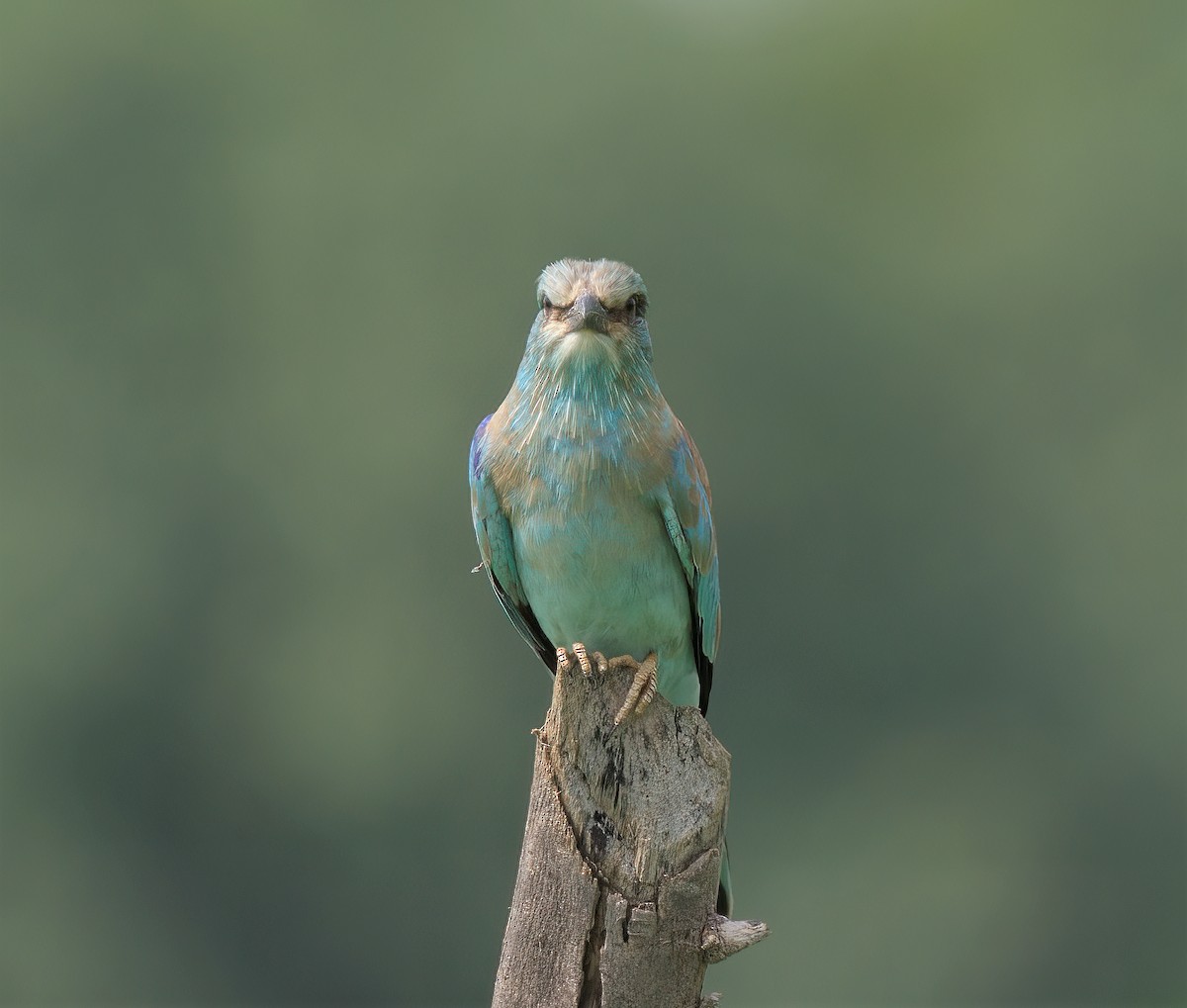 European Roller - ML476691541