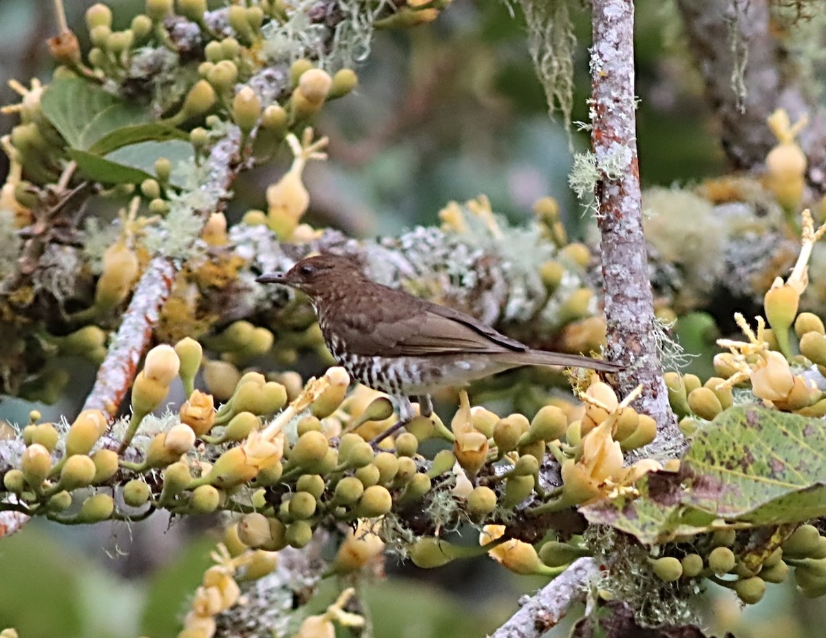 Marañon Thrush - ML476692901