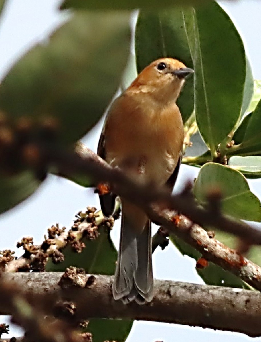 Buff-bellied Tanager - ML476692921