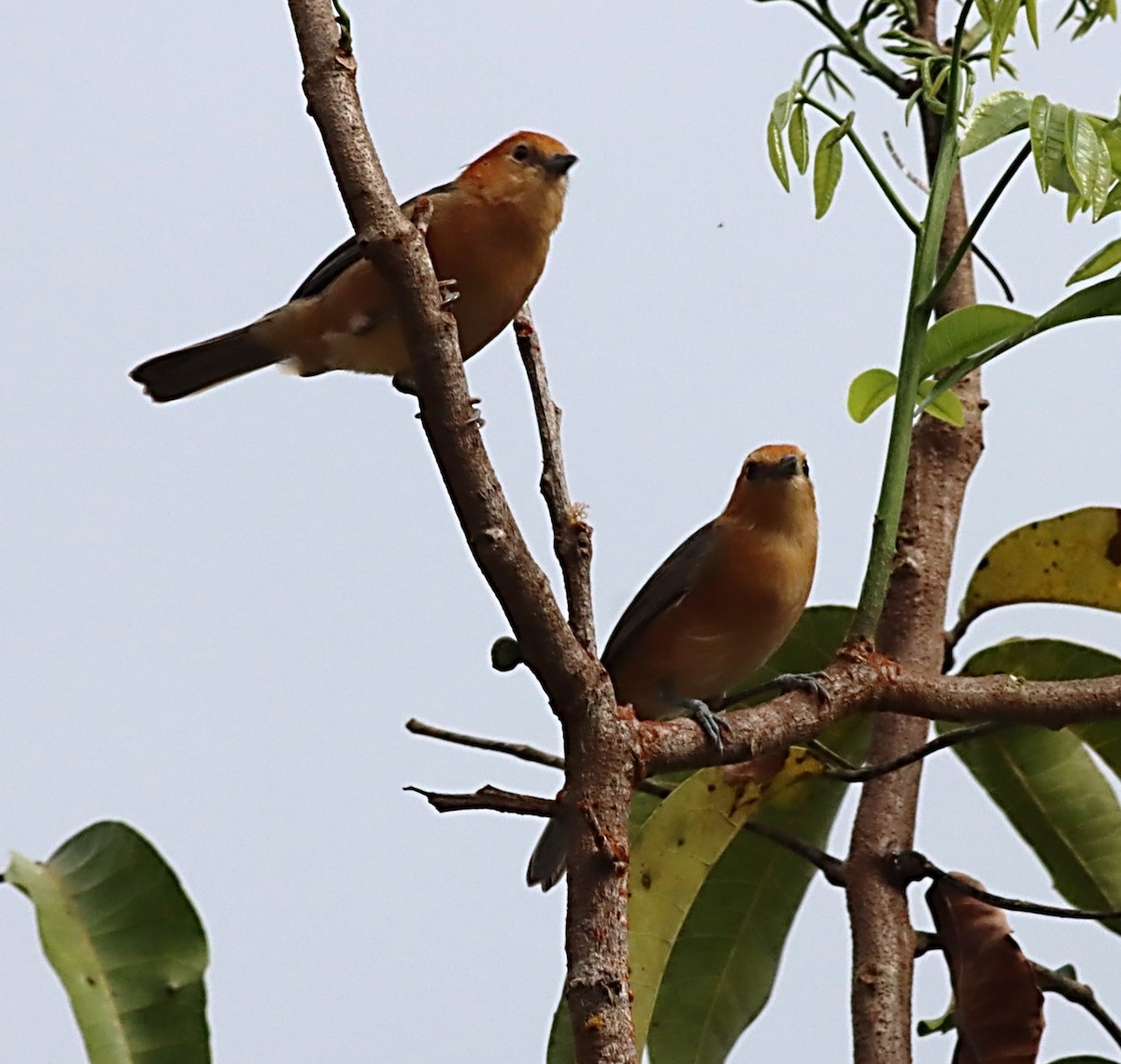 Buff-bellied Tanager - ML476692931