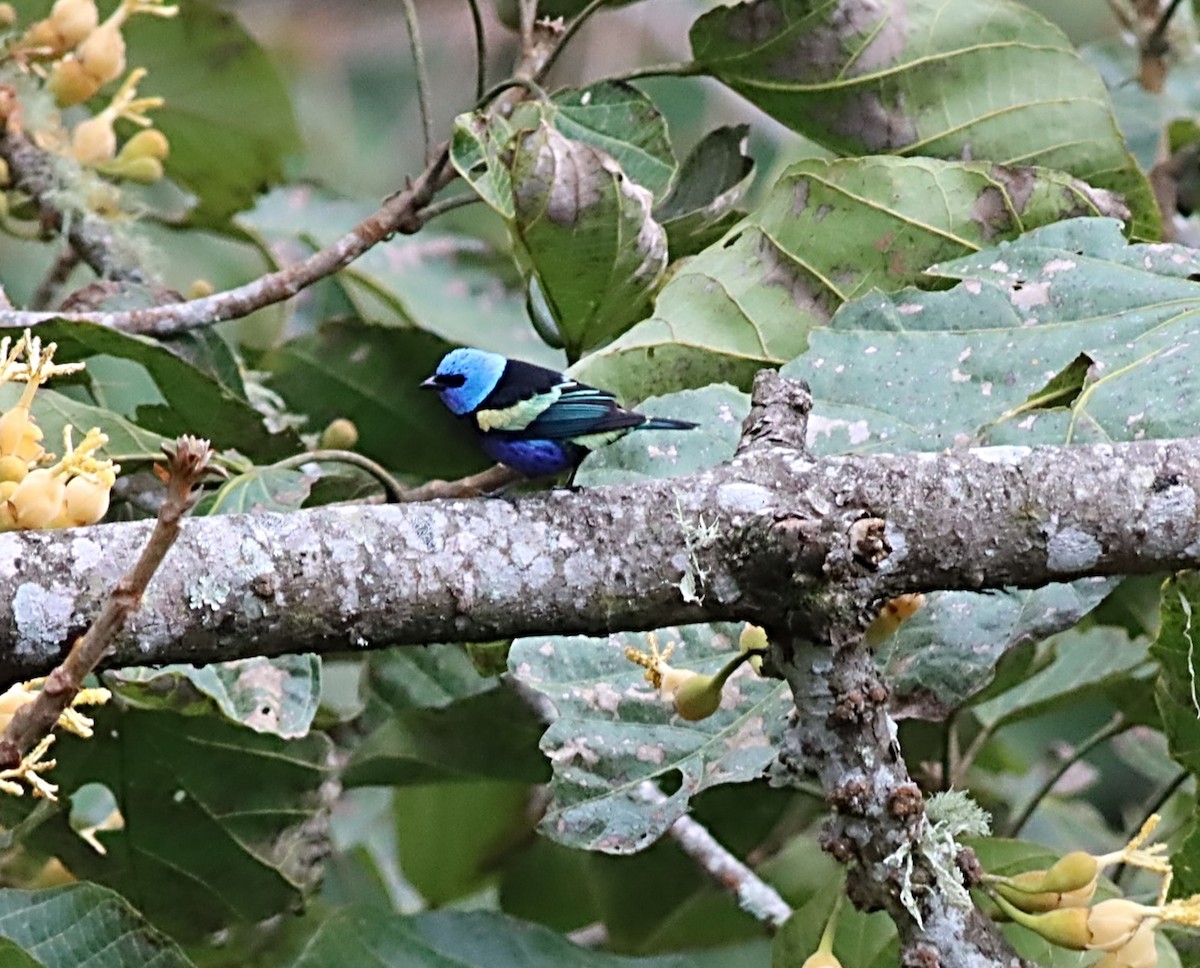 Blue-necked Tanager - ML476693041