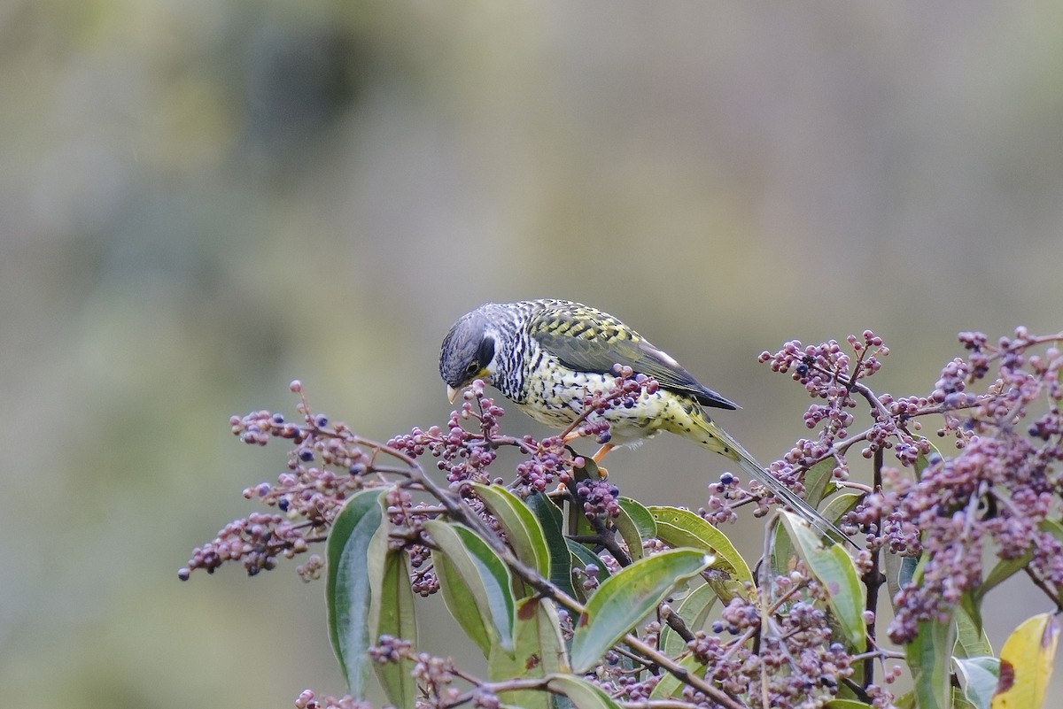Swallow-tailed Cotinga (Palkachupa) - ML476693251