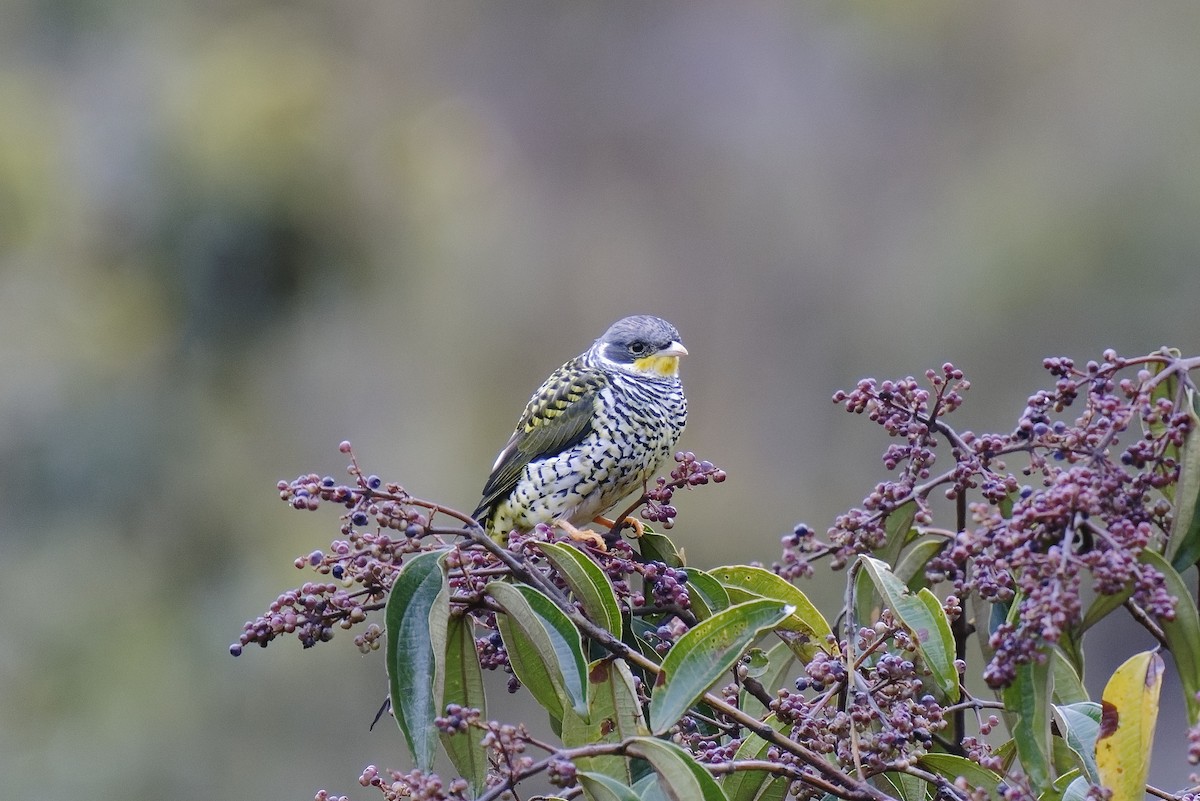 Swallow-tailed Cotinga (Palkachupa) - ML476693271