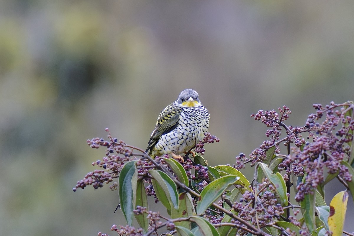Swallow-tailed Cotinga (Palkachupa) - ML476693281