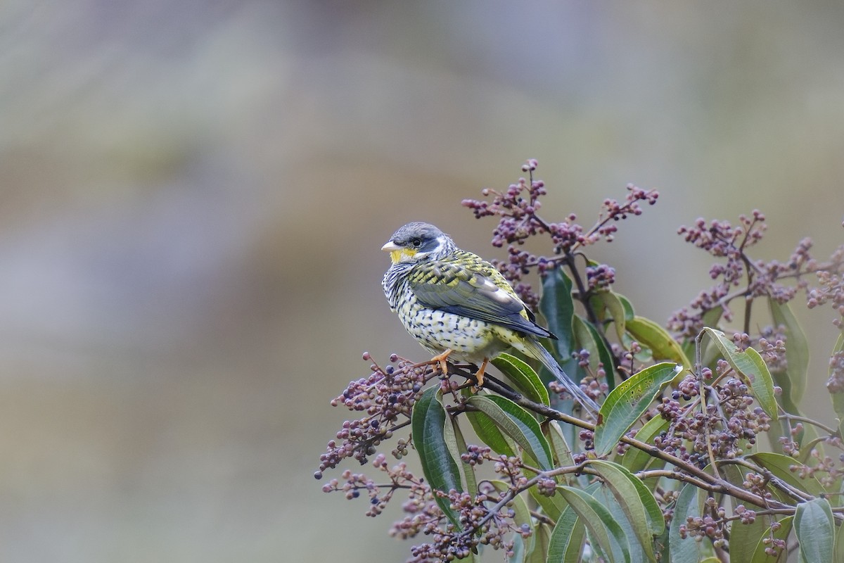 Swallow-tailed Cotinga (Palkachupa) - ML476693311