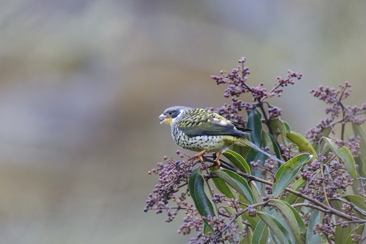 Swallow-tailed Cotinga (Palkachupa) - ML476693321