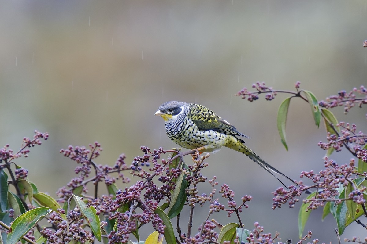 Swallow-tailed Cotinga (Palkachupa) - ML476693361