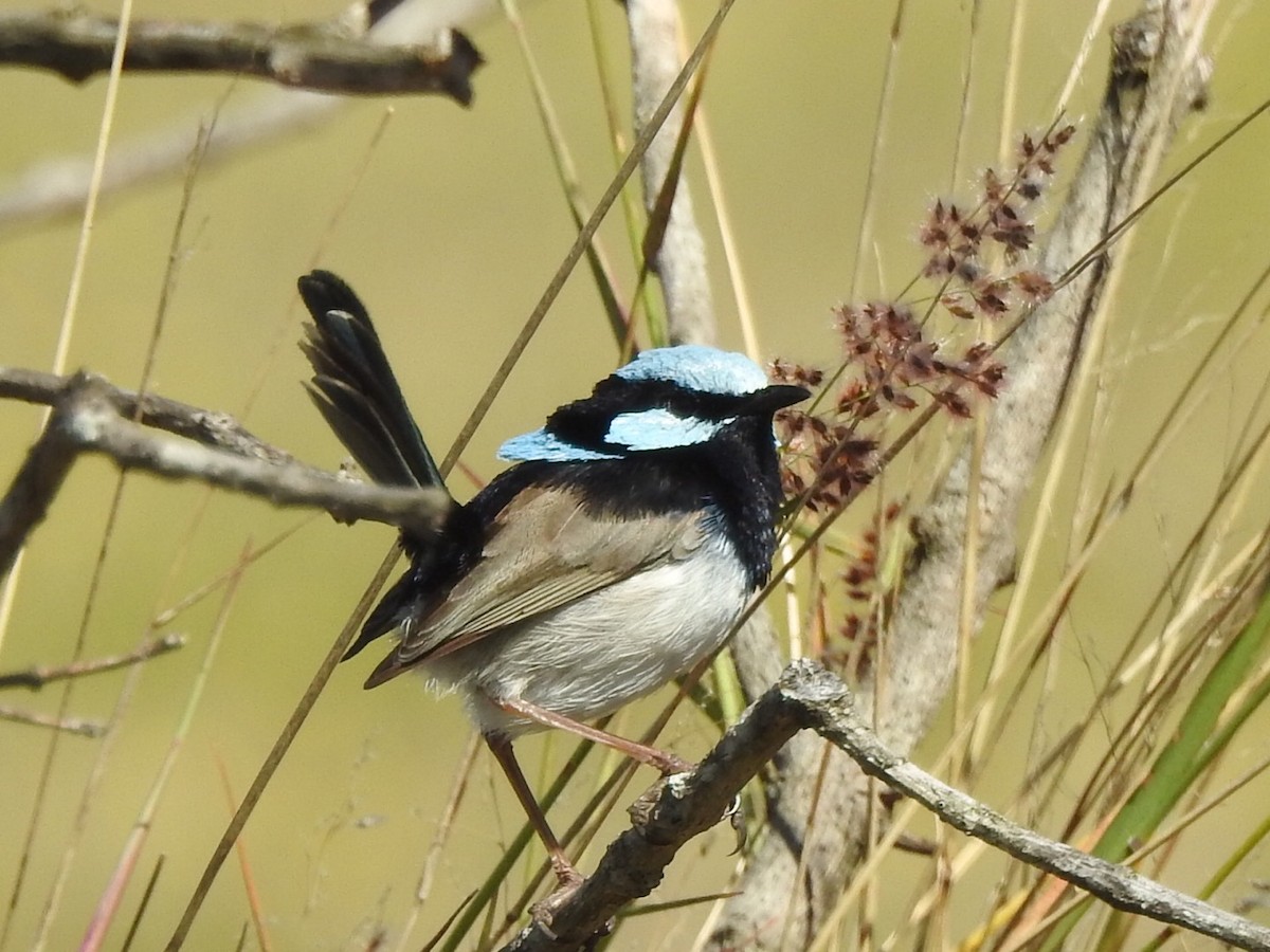 Superb Fairywren - ML476693951