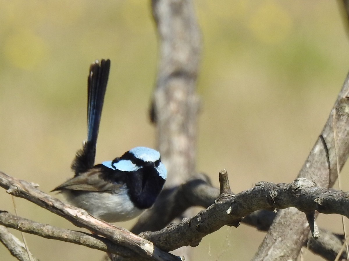 Superb Fairywren - ML476693961