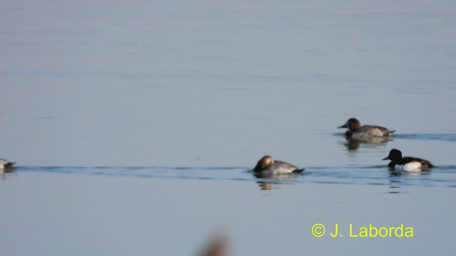 Tufted Duck - ML476694111