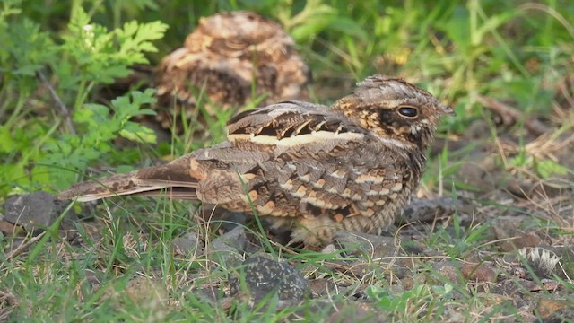 Indian Nightjar - ML476694771