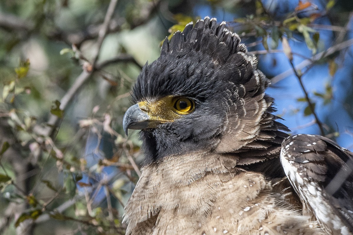 Crested Serpent-Eagle - ML476695051