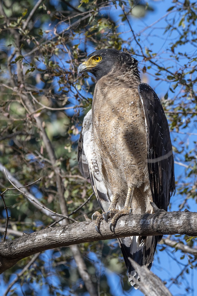 Crested Serpent-Eagle - ML476695061