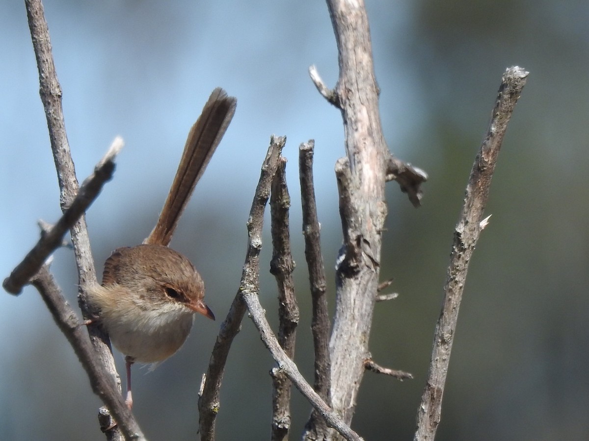 Red-backed Fairywren - ML476695301