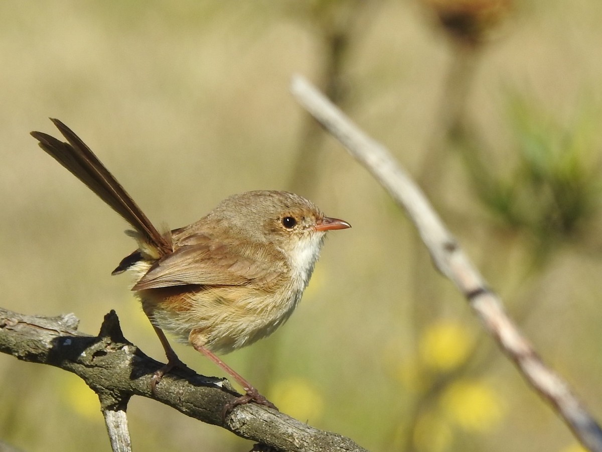 Red-backed Fairywren - ML476695311