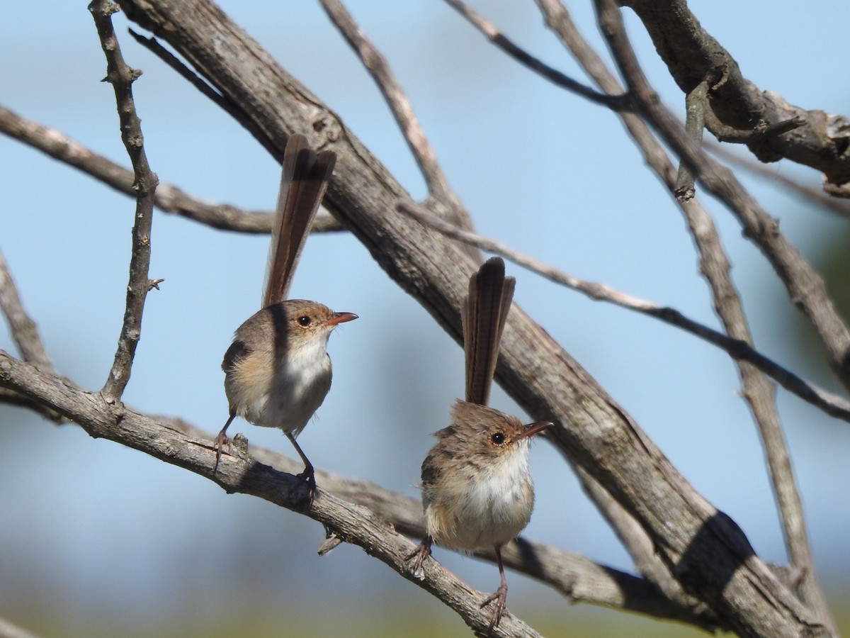 Red-backed Fairywren - ML476695321