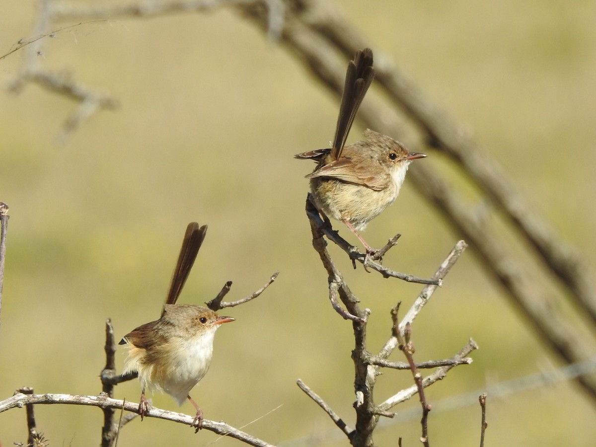 Red-backed Fairywren - ML476695331