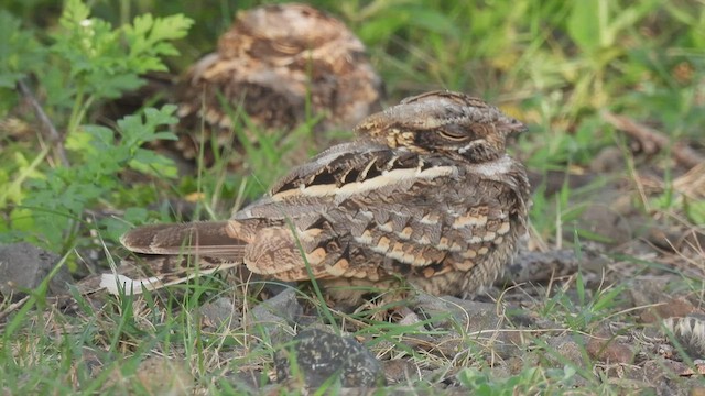 Indian Nightjar - ML476695821