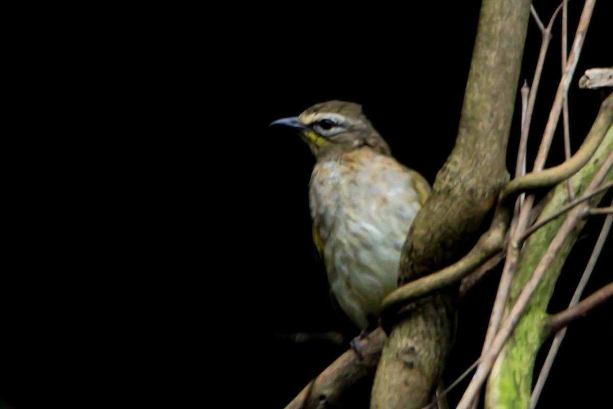 White-browed Bulbul - Krishnamoorthy Muthirulan