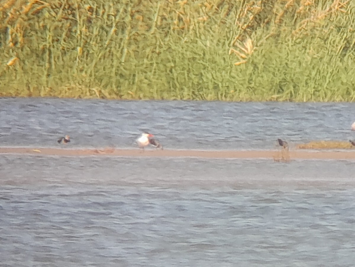 Caspian Tern - ML476697101