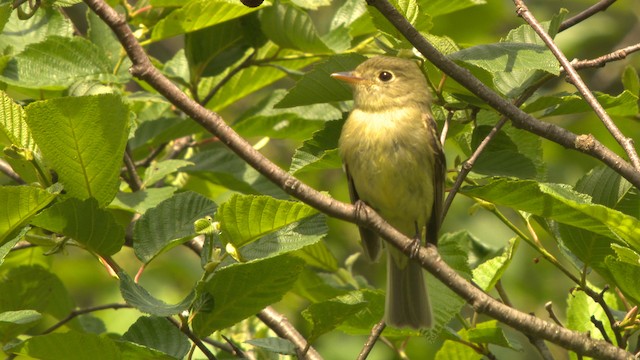 Yellow-bellied Flycatcher - ML476698