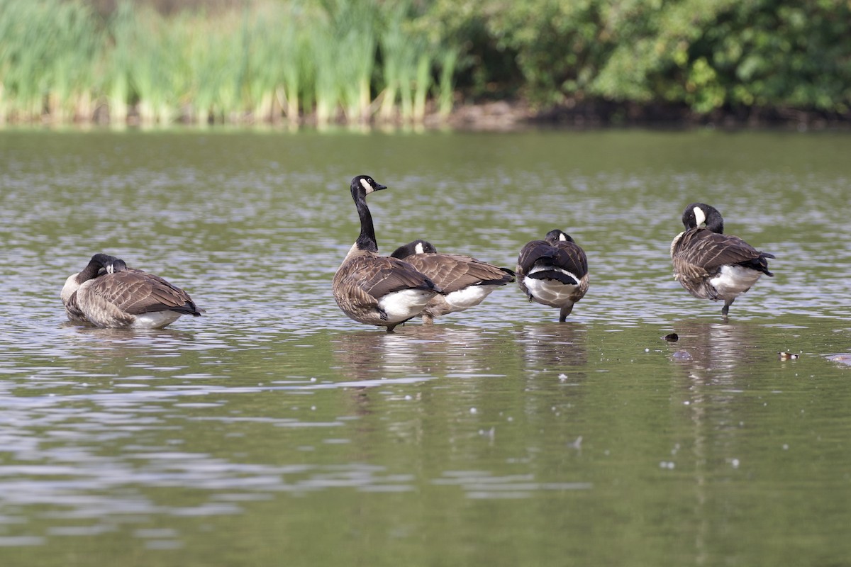 Canada Goose - ML476698761