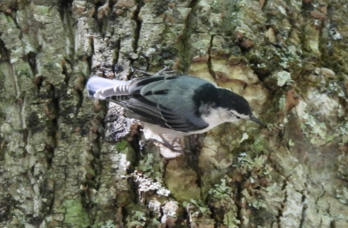 White-breasted Nuthatch - ML476698811