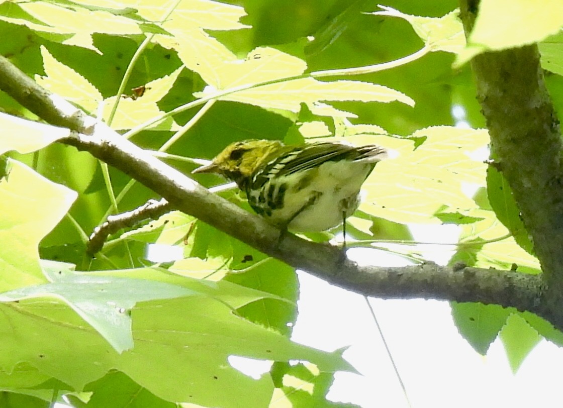 Black-throated Green Warbler - ML476698851