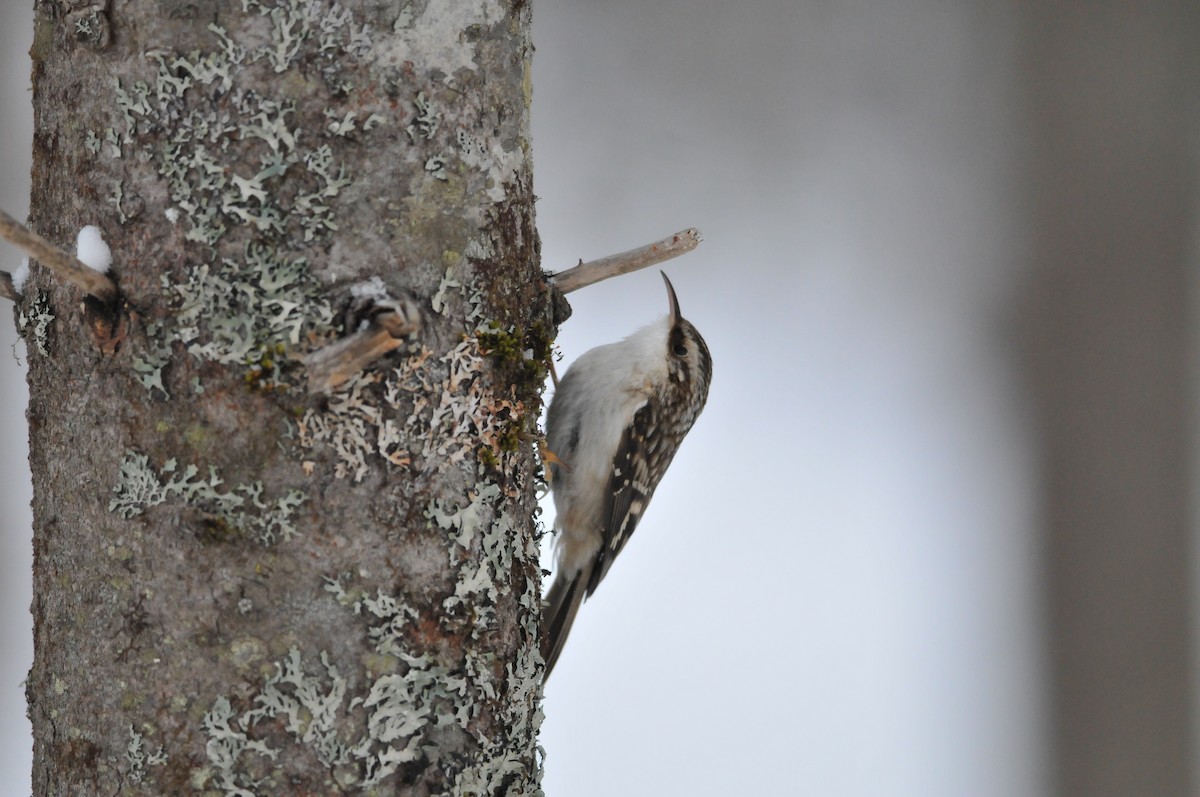 Brown Creeper - ML47669921