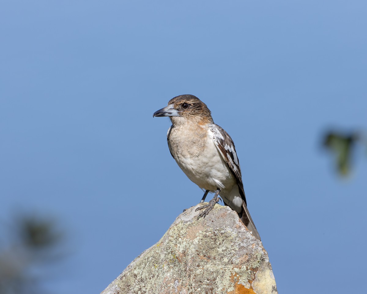 Gray Butcherbird - ML476699791