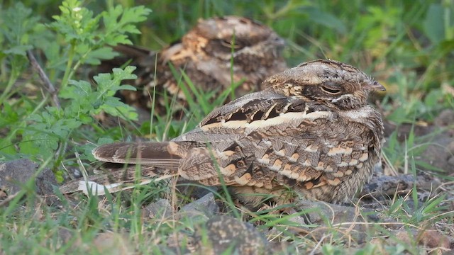 Indian Nightjar - ML476699821