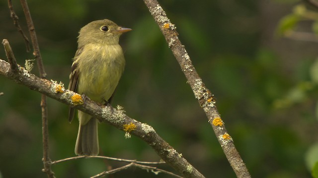 Yellow-bellied Flycatcher - ML476700