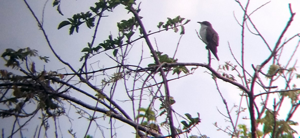Yellow-billed Cuckoo - ML476700941