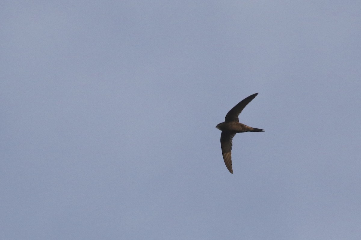 Common Swift - ML476701321