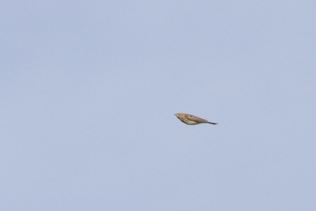 Tree Pipit - ML476701541