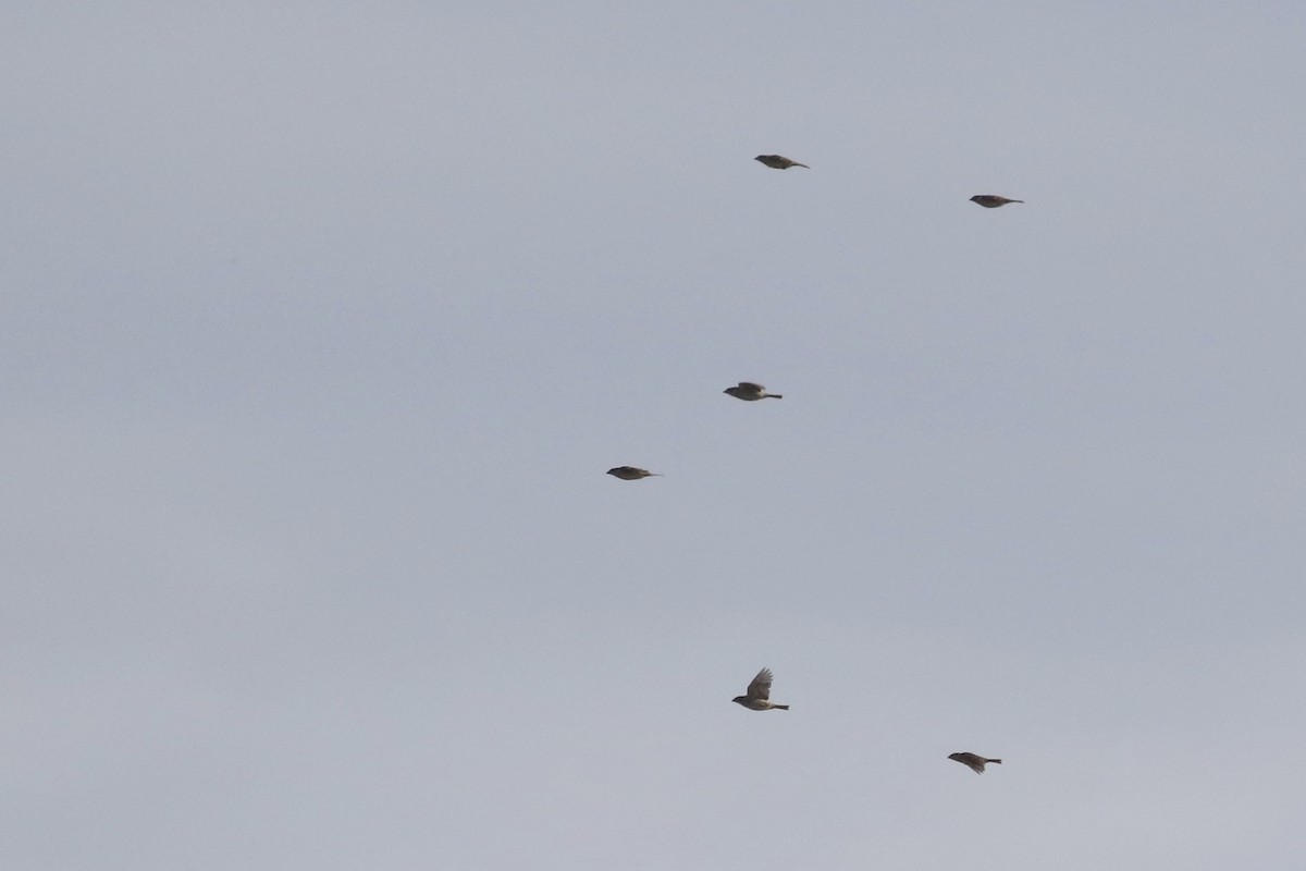 Eurasian Tree Sparrow - ML476701601