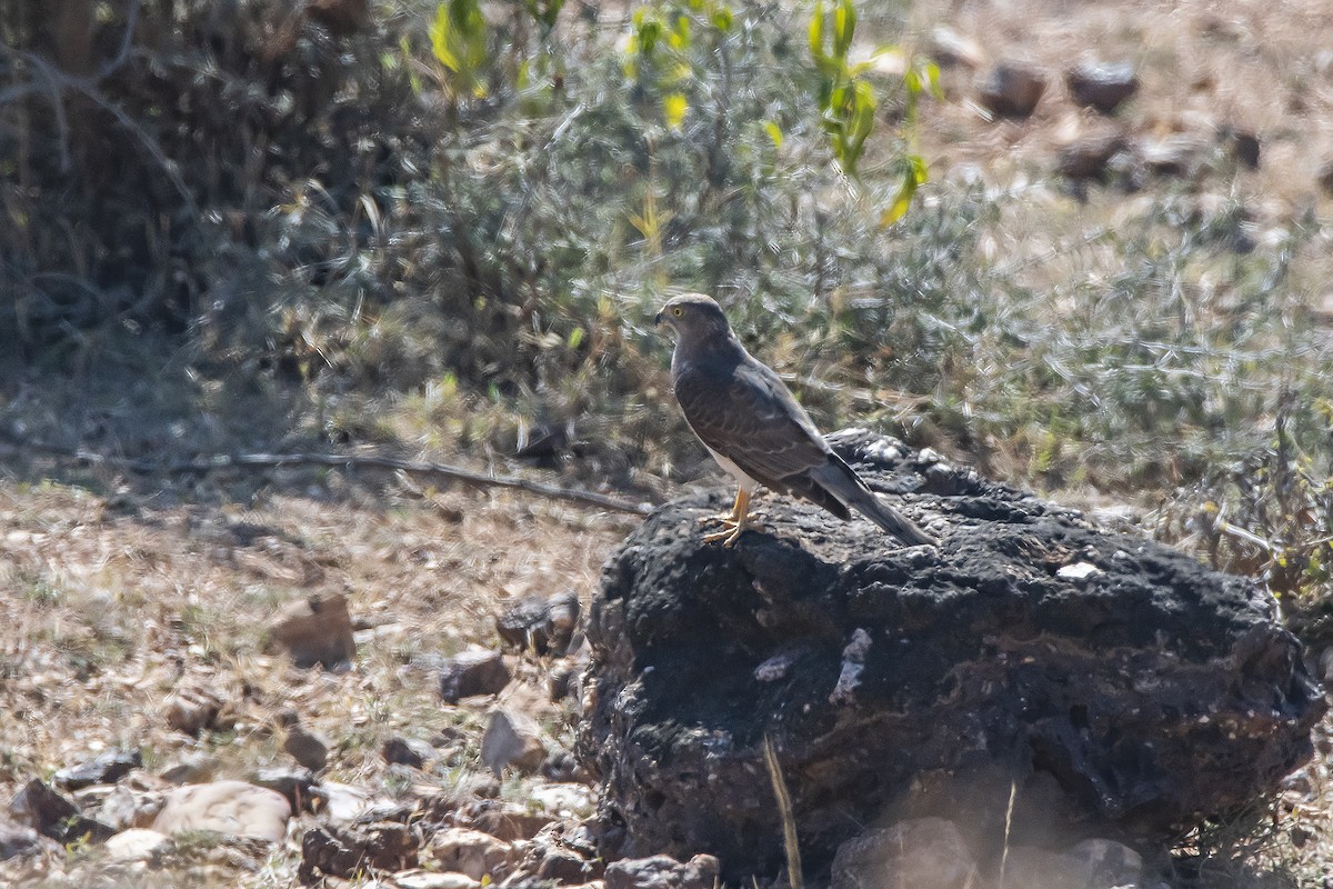 נץ הים הכספי - ML476701831