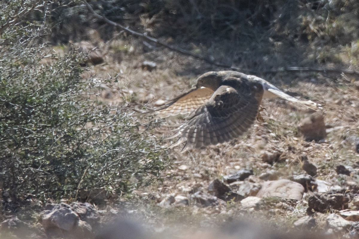 נץ הים הכספי - ML476701851