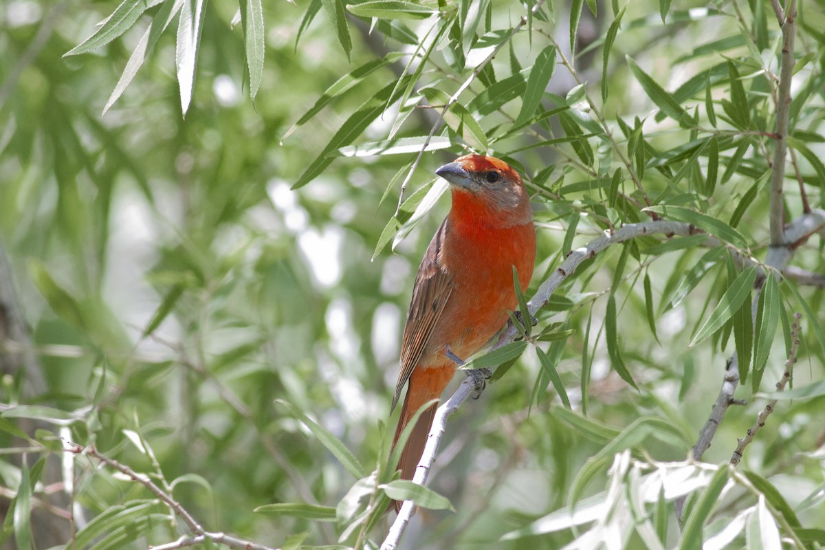 Hepatic Tanager - ML476703201