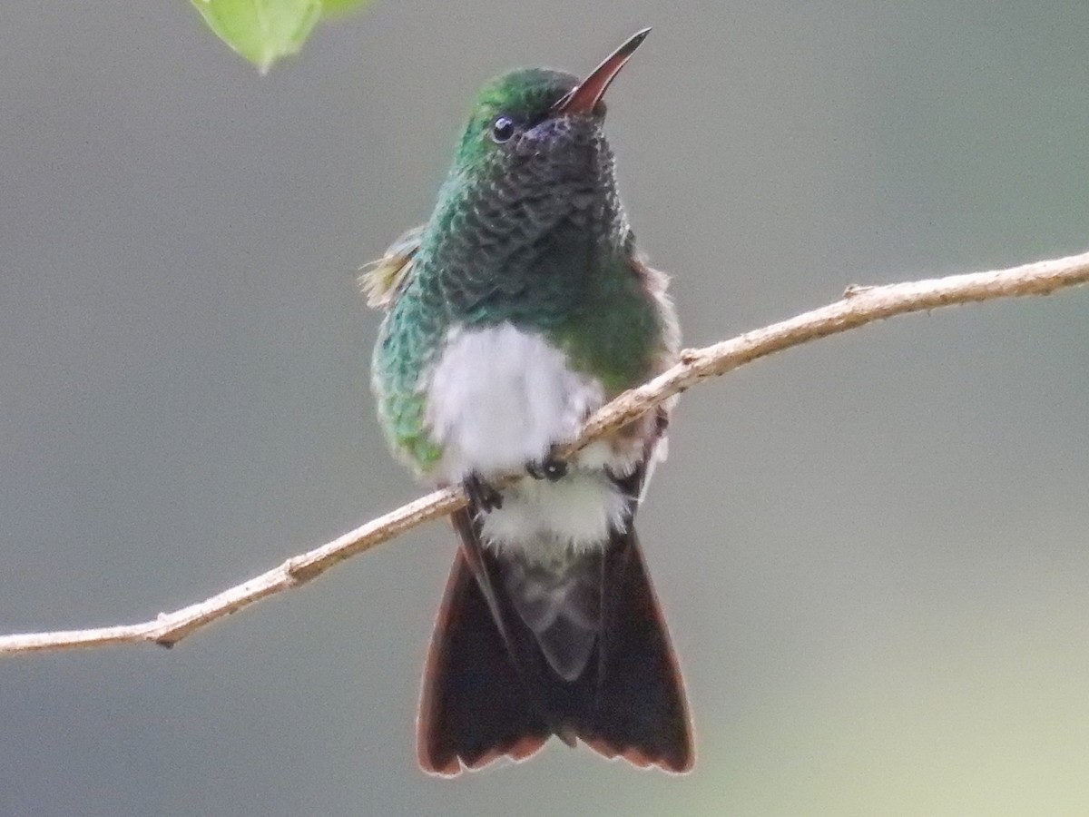 Snowy-bellied Hummingbird - ML476706281