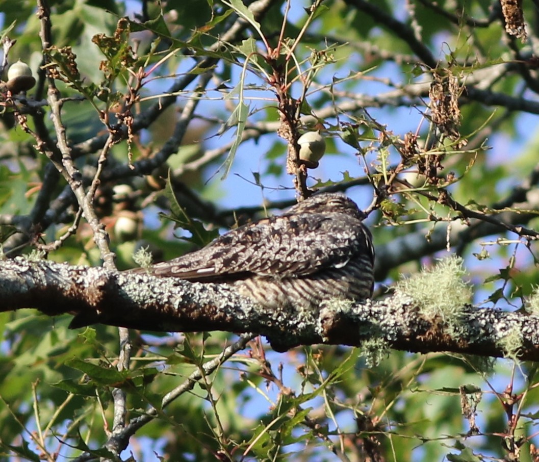 Common Nighthawk - ML476706941