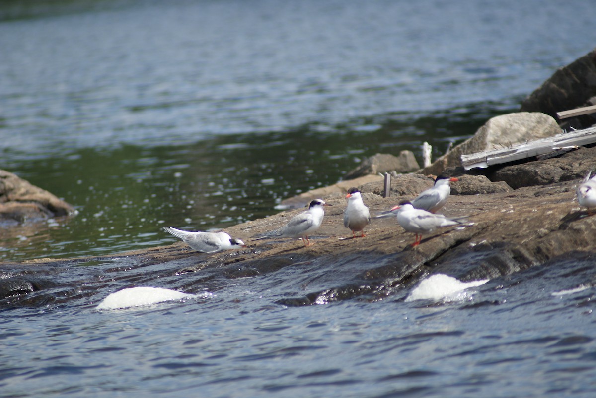 Common Tern - ML476707361