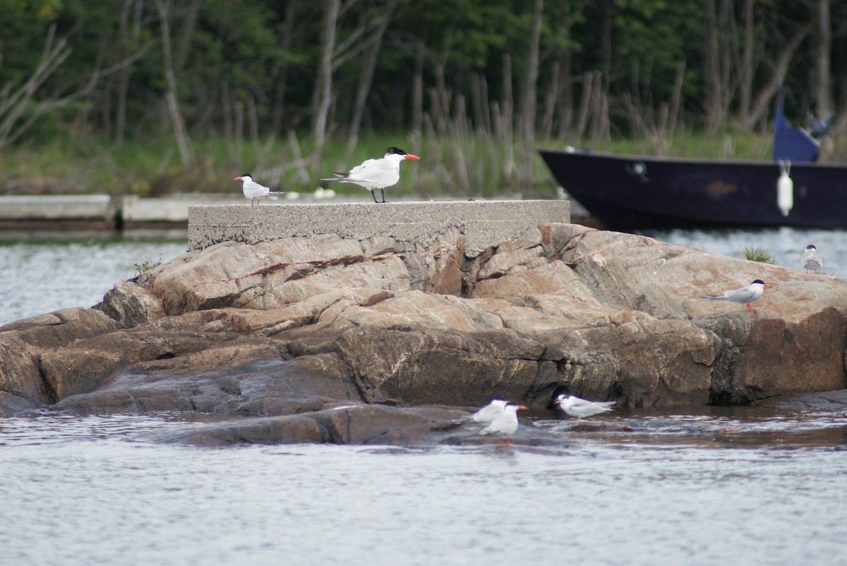 Caspian Tern - ML476707641